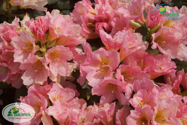 Rhododendron Saltarello